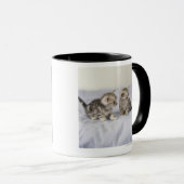 Mug Américain Shorthair 7 (Devant droit)