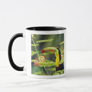 Mug Amérique centrale, Honduras. Toucan à bec de canar