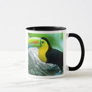 Mug AMÉRIQUE CENTRALE, Panama, Île de Borro Colorado 2