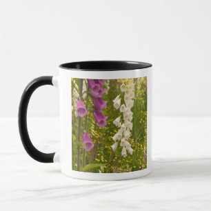 Mug Amérique du Nord, Canada, Îles de la Reine-Charlot