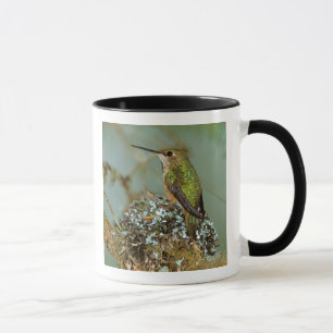 Mug Amérique du Nord, États-Unis, Alaska. Colibri à go