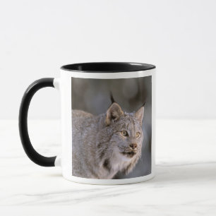Mug Amérique du Nord, États-Unis, Alaska, Haines. Lynx