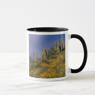 Mug Amérique du Nord, États-Unis, Arizona, Cactus Orga