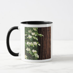 Mug Amérique du Nord, États-Unis, Californie, Yosemite