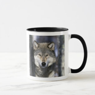 Mug Amérique du Nord, États-Unis, Minnesota. Loup Cani