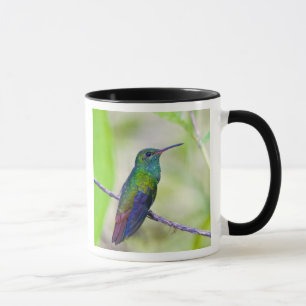 Mug Amérique du Sud, Costa Rica, Sarapiqui, La Selva