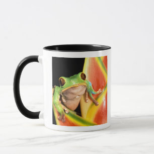 Mug Amérique du Sud, Équateur, Amazonie. Grenouille ar