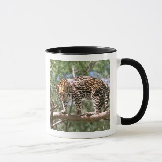 Mug Amérique du Sud, Equateur, Amazonie. Ocelot (Droite)