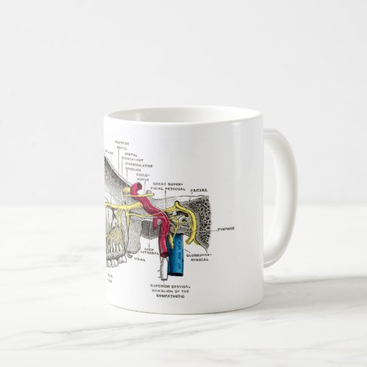 Mug Anatomie maxillaire d'humain de nerfs (Devant droit)