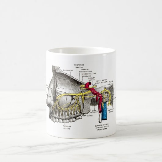 Mug Anatomie maxillaire d'humain de nerfs (Centre)