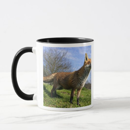 Mug Angleterre, Angleterre. Red Fox Vulpes vulpes) en (Gauche)