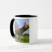 Mug Angleterre, Angleterre. Red Fox Vulpes vulpes) en (Devant gauche)