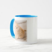 Mug Animaux de bébés cutest | British Longhair Kitten (Devant gauche)