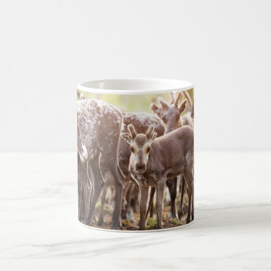 Mug Animaux de bébés cutest | Svalbard Reindeer (Centre)