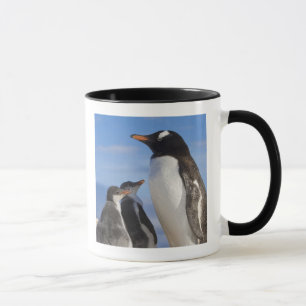Mug Antarctique, Anse Neko (Port). Manchot gentoo 2