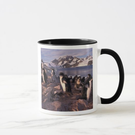 Mug Antarctique, poussins de pingouin d'Adelie (Droite)