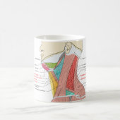 Mug Antérieur Triangle supérieur Triangle cou Muscles (Centre)
