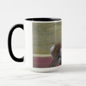 Mug Antilope d'Amérique A24 (Gauche)