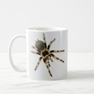 Mug Araignée mygale (Brachypelma smithi).