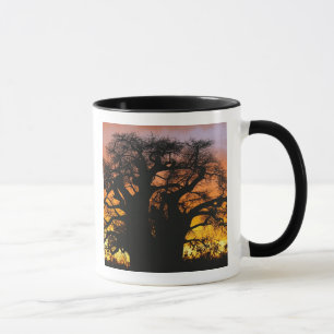 Mug arbre baobab africain, Adansonia digitata,