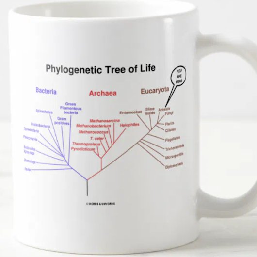 Mug Arbre de la vie phylogénétique - vous êtes ici (la