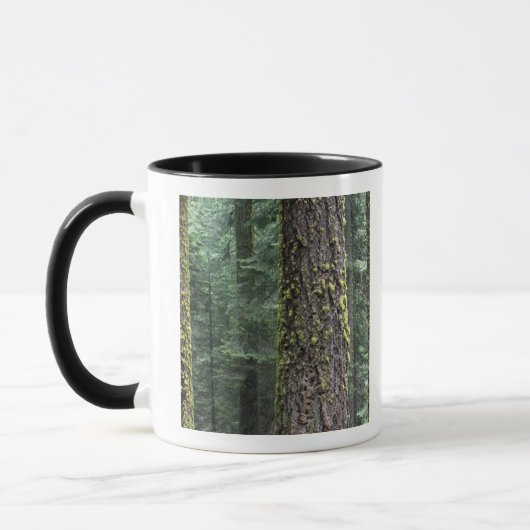 Mug arbres de Séquoia géants dans la forêt, Sequoia et (Gauche)