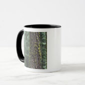 Mug arbres de Séquoia géants dans la forêt, Sequoia et (Devant gauche)