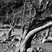 MUG ARBRES NOIRS ET BLANCS