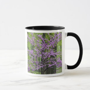 Mug Arbres Redbud en pleine floraison printanière près