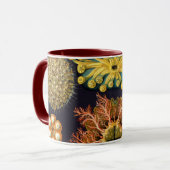 Mug Ascidiae par Ernst Haeckel, Animaux marins Vintage (Devant gauche)