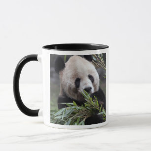 Mug Asie, Chine Chongqing. Panda géant