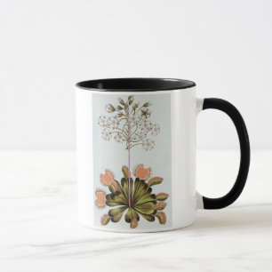 Mug Attrape-mouche de Vénus, plat 84, de 'collection