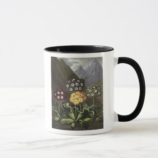 Mug Auricules de Dr. John Robert Thornton's (Droite)
