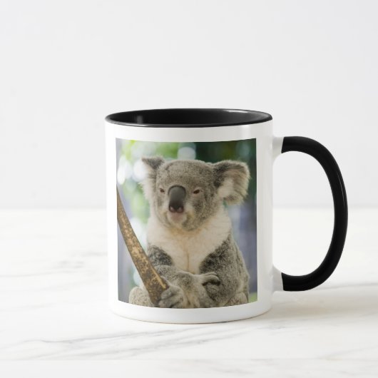 Mug Australie, Queensland, Brisbane, Fig Tree (Droite)