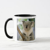 Mug Australie, Queensland, Brisbane, Fig Tree (Gauche)