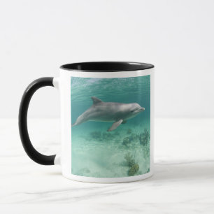 Mug Bahamas, île de Grand Bahama, Freeport, Captive 6