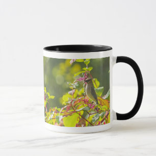 Mug Baies de jaseur et de poussée de cèdre sur un