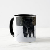 Mug Bailey le Patterdale Terrier (Devant gauche)