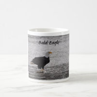 Bald Eagle sur Saumon