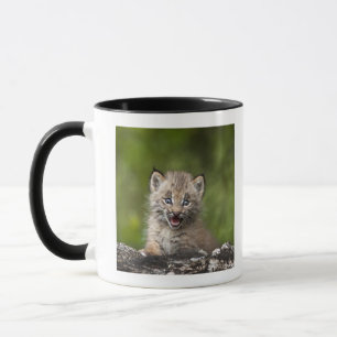 Mug Bébé Lynx (Lynx Canadensis) regardant au-dessus