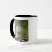 Mug Bébé Lynx (Lynx Canadensis) regardant au-dessus (Devant gauche)