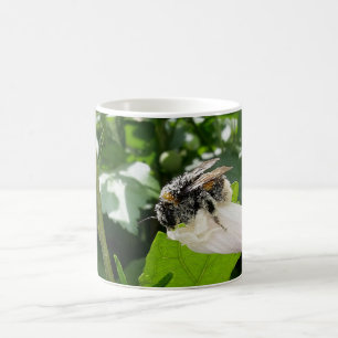 Mug Bee in summer