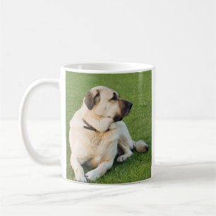 Mug Berger anatolien se relaxant dans l'herbe