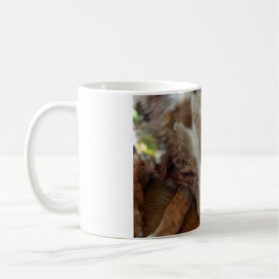 Mug berger australien rouge merle dormir