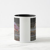 Mug Billet à bec, Ajaia ajaja, Ding Darling (Centre)