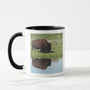 Mug Bison (bison de bison) sur le pré herbeux