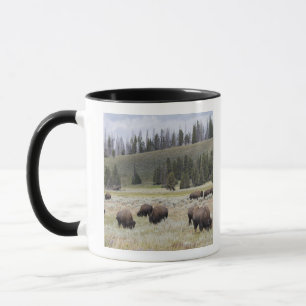 Mug Bison dans la vallée de Hayden de Yellowstone