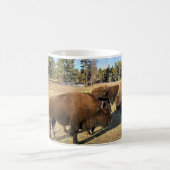 Mug Bison dans le Colorado (Centre)