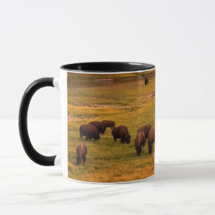Mug Bison frôlant sur la colline à la vallée de Hay