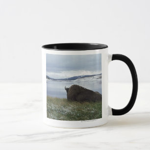 Mug Bison se reposant par la rivière Yellowstone avec
